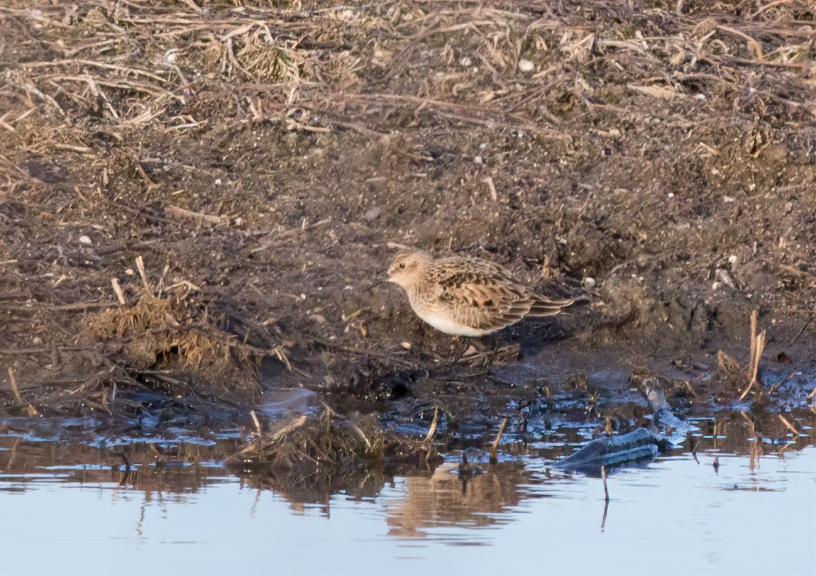 Semipalmated Sandpiper - ML436385071