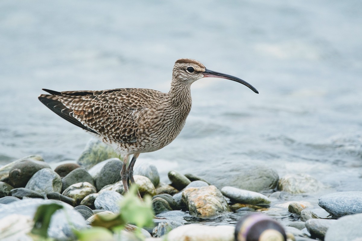 Whimbrel - ML436385521