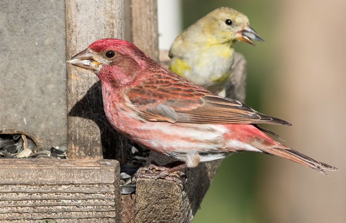 Purple Finch - ML436385661