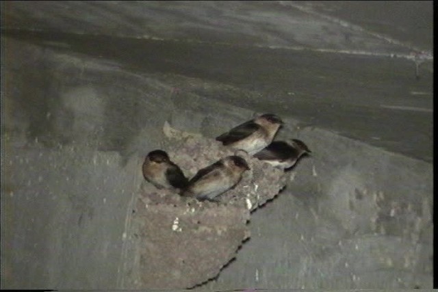 vlaštovka jeskynní (ssp. pallida) - ML436386