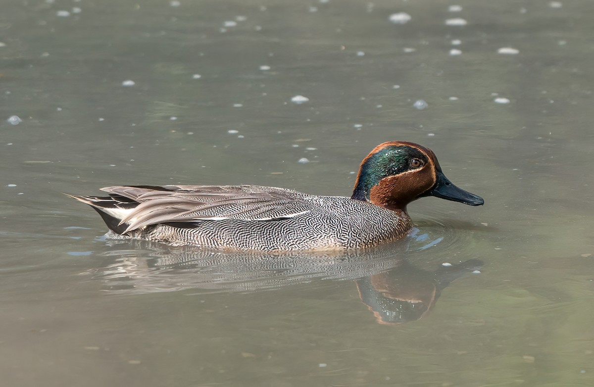 Green-winged Teal (Eurasian) - Derek Lecy