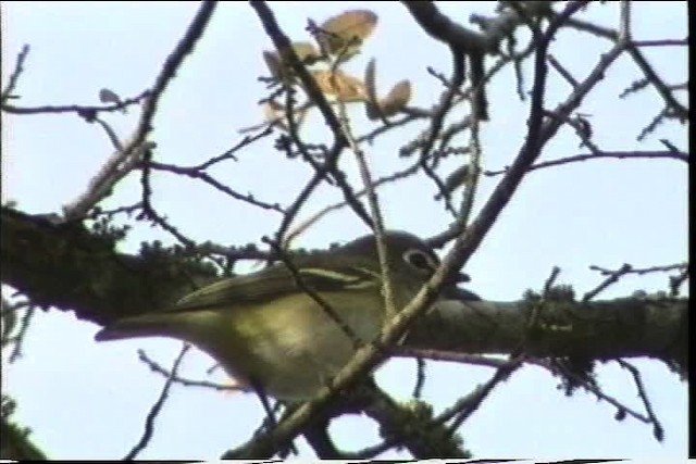 Blue-headed Vireo - ML436388