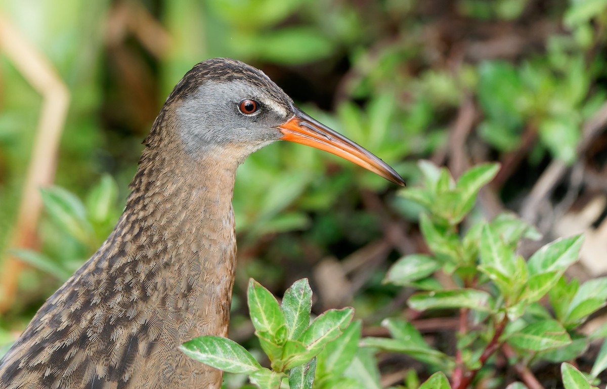 Virginia Rail - ML436388841