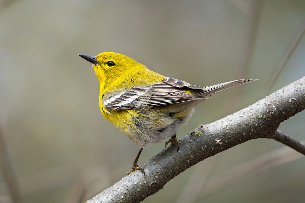 Pine Warbler - Old Bird