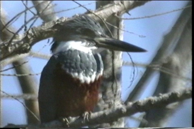 Ringed Kingfisher (Northern) - ML436391