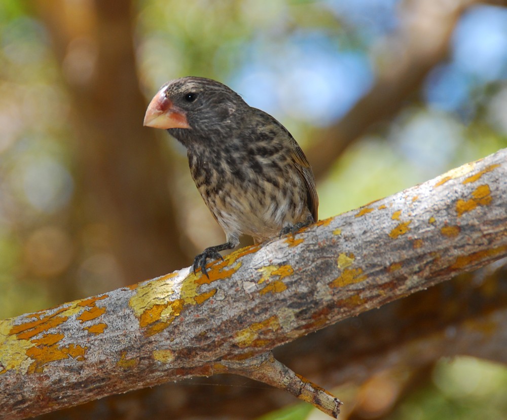 Large Ground-Finch - Luis  Die