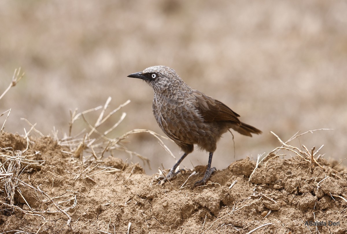 Black-lored Babbler (Sharpe's) - ML436391481