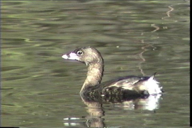 Pied-billed Grebe - ML436392