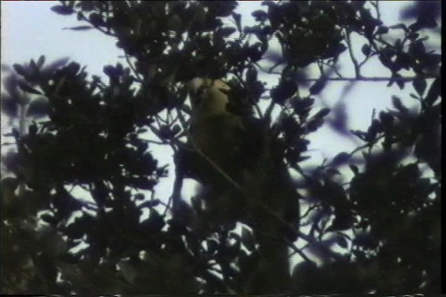 Yellow-headed Parrot - ML436394