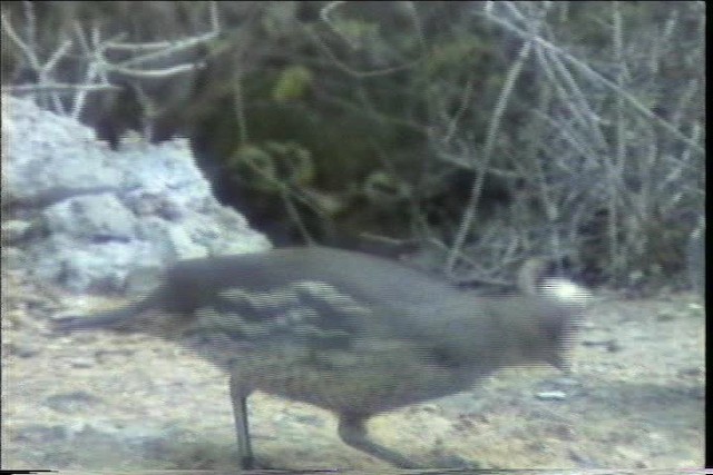 Scaled Quail - ML436395