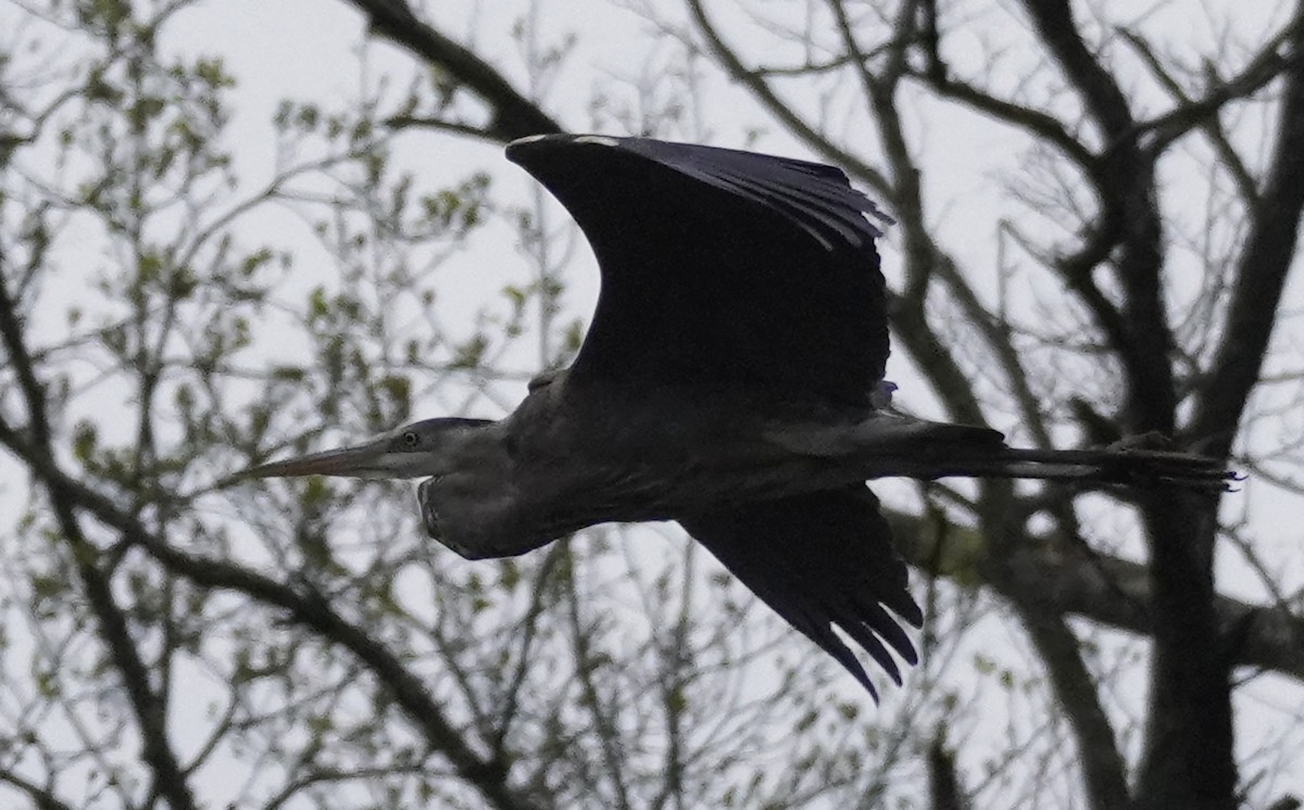 Great Blue Heron - ML436395171