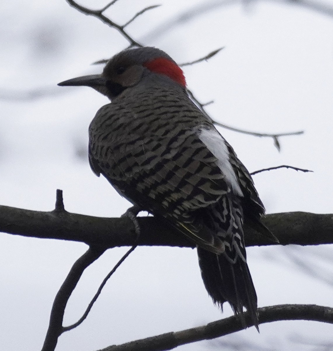 Northern Flicker - ML436395591
