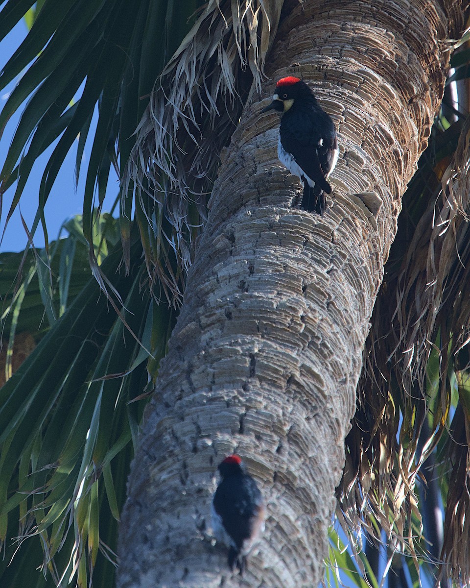 Acorn Woodpecker - ML436395641