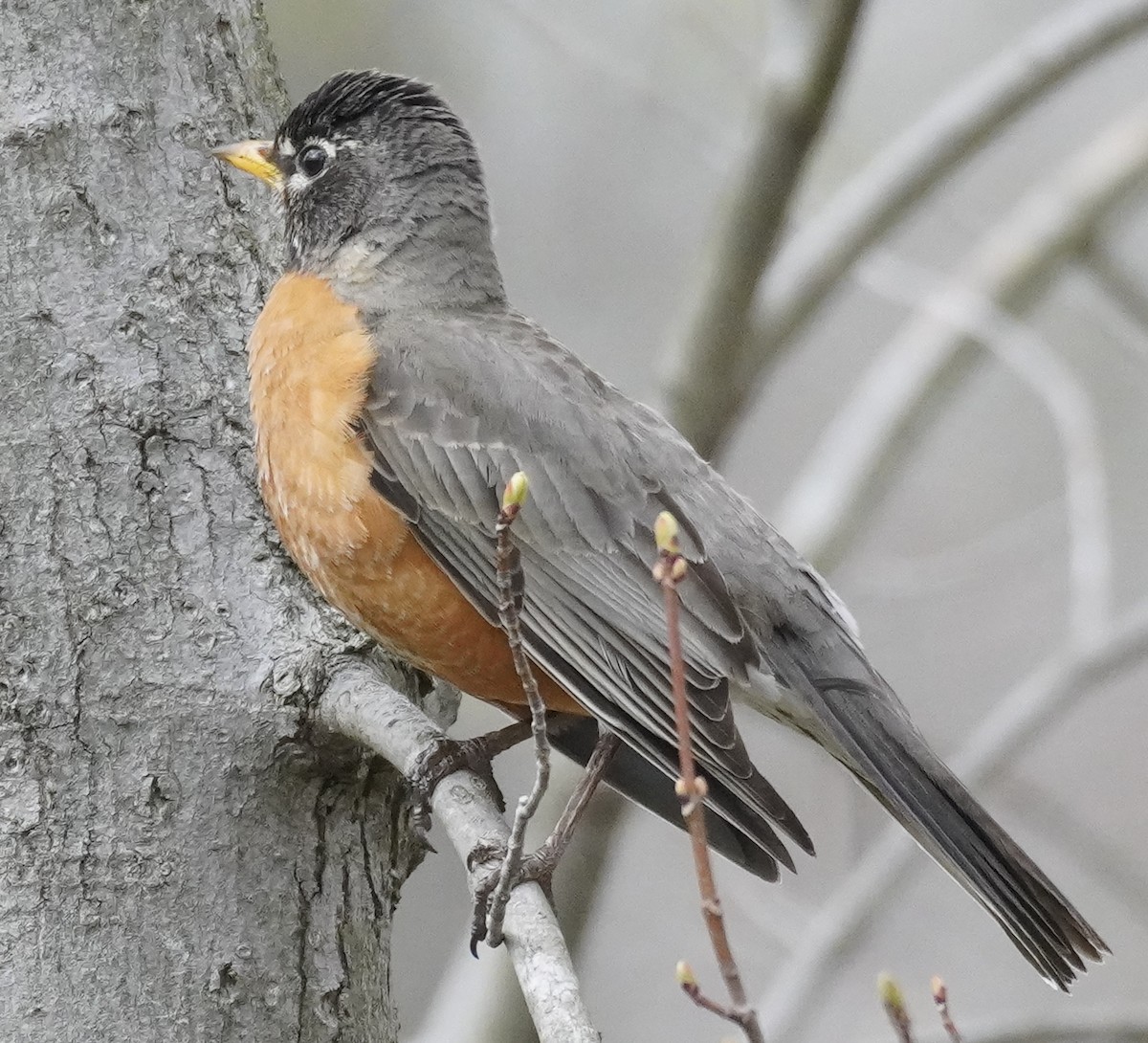 American Robin - ML436395691