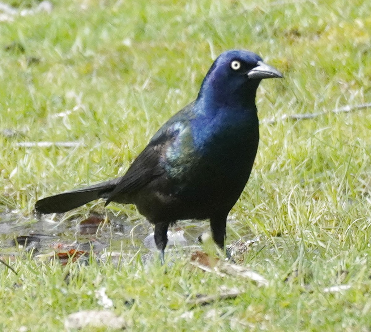 Common Grackle - ML436395831