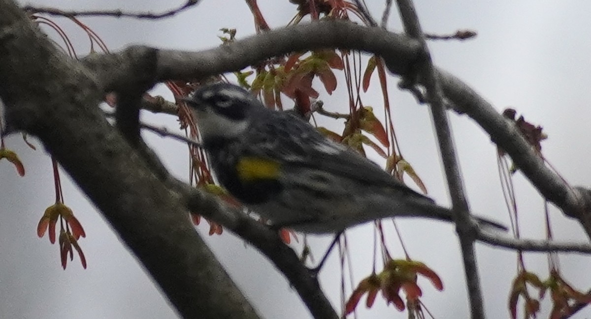 Yellow-rumped Warbler - ML436395881