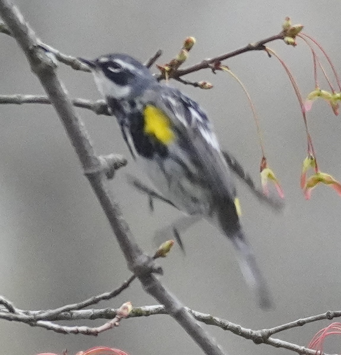 Yellow-rumped Warbler - ML436395891