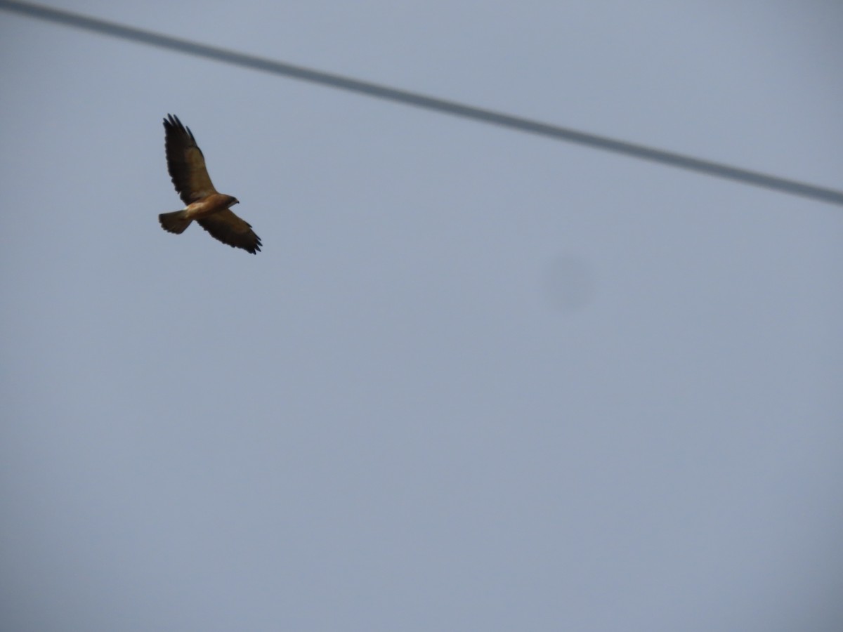 Swainson's Hawk - ML436396251