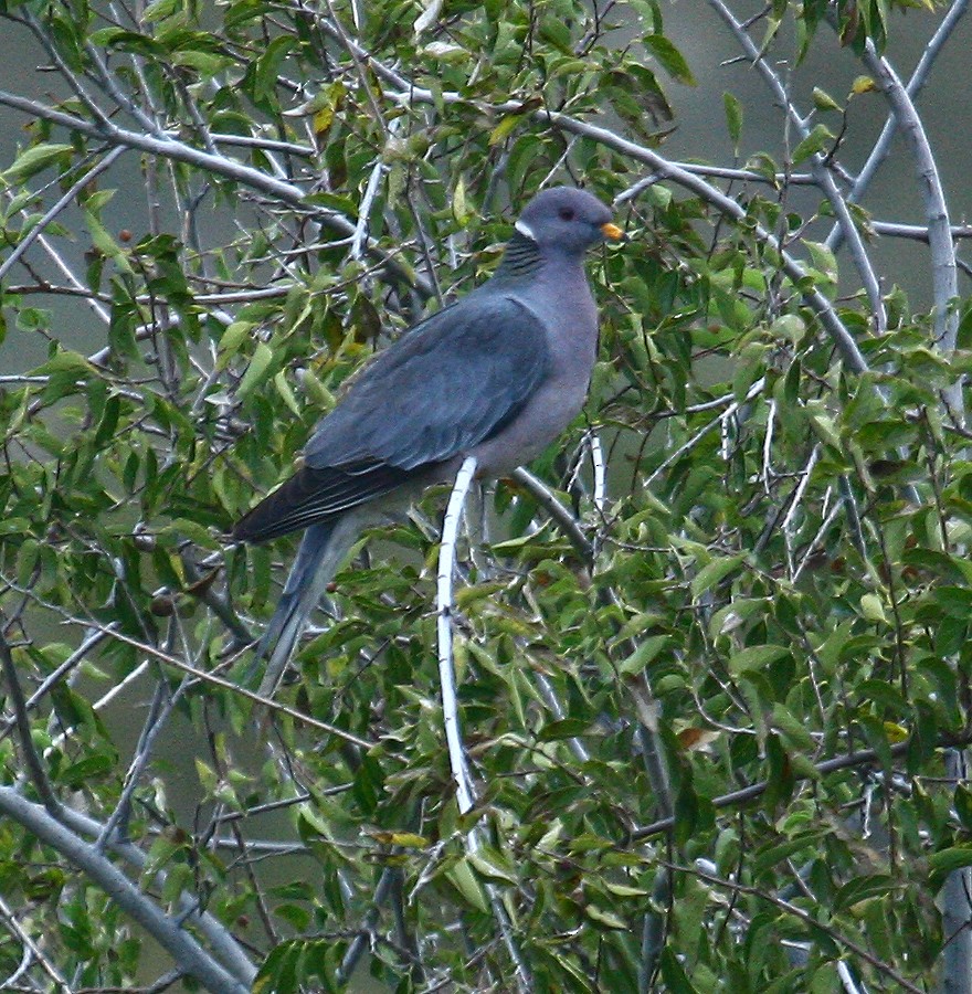 Band-tailed Pigeon - Carolyn Ohl, cc