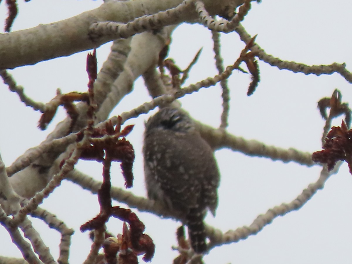 Northern Pygmy-Owl - ML436396431