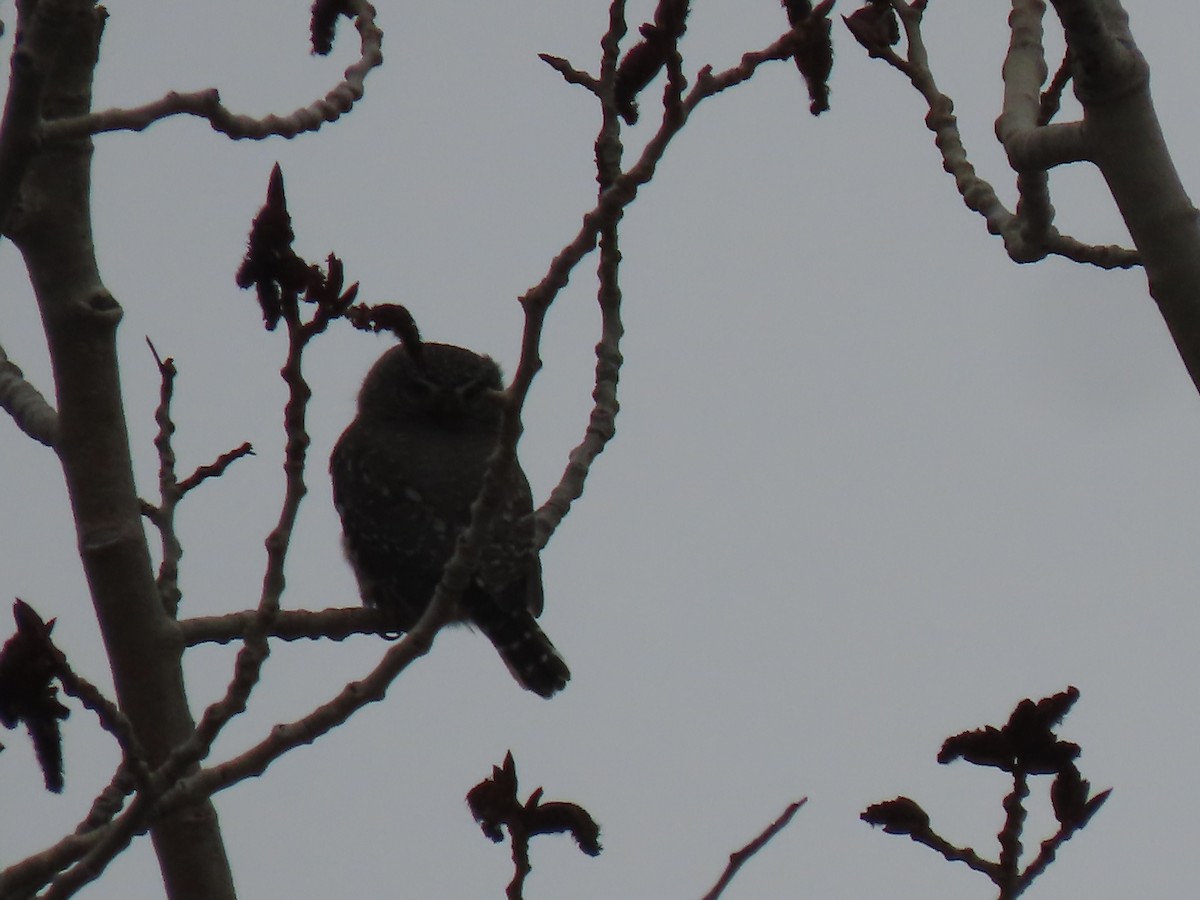 Northern Pygmy-Owl - ML436396441