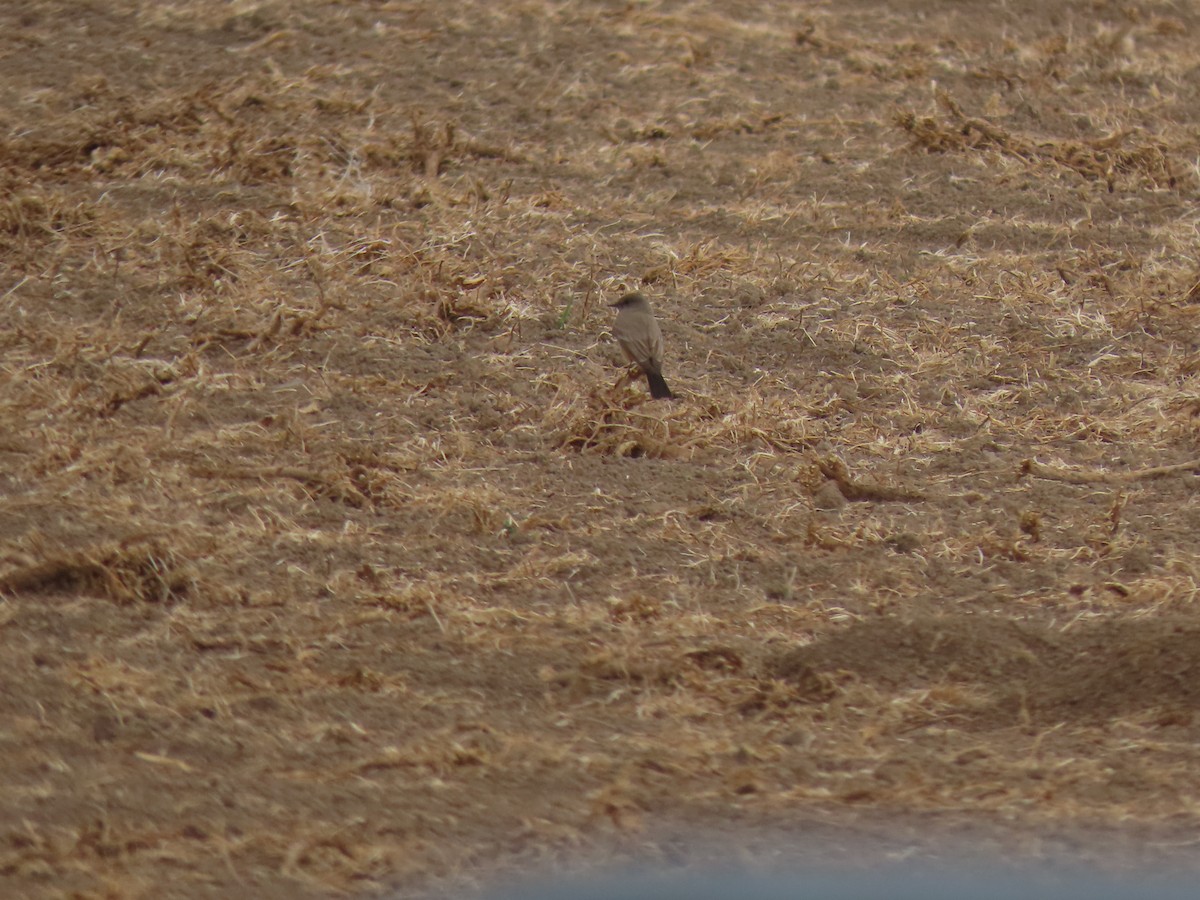 Say's Phoebe - Suzi Holt