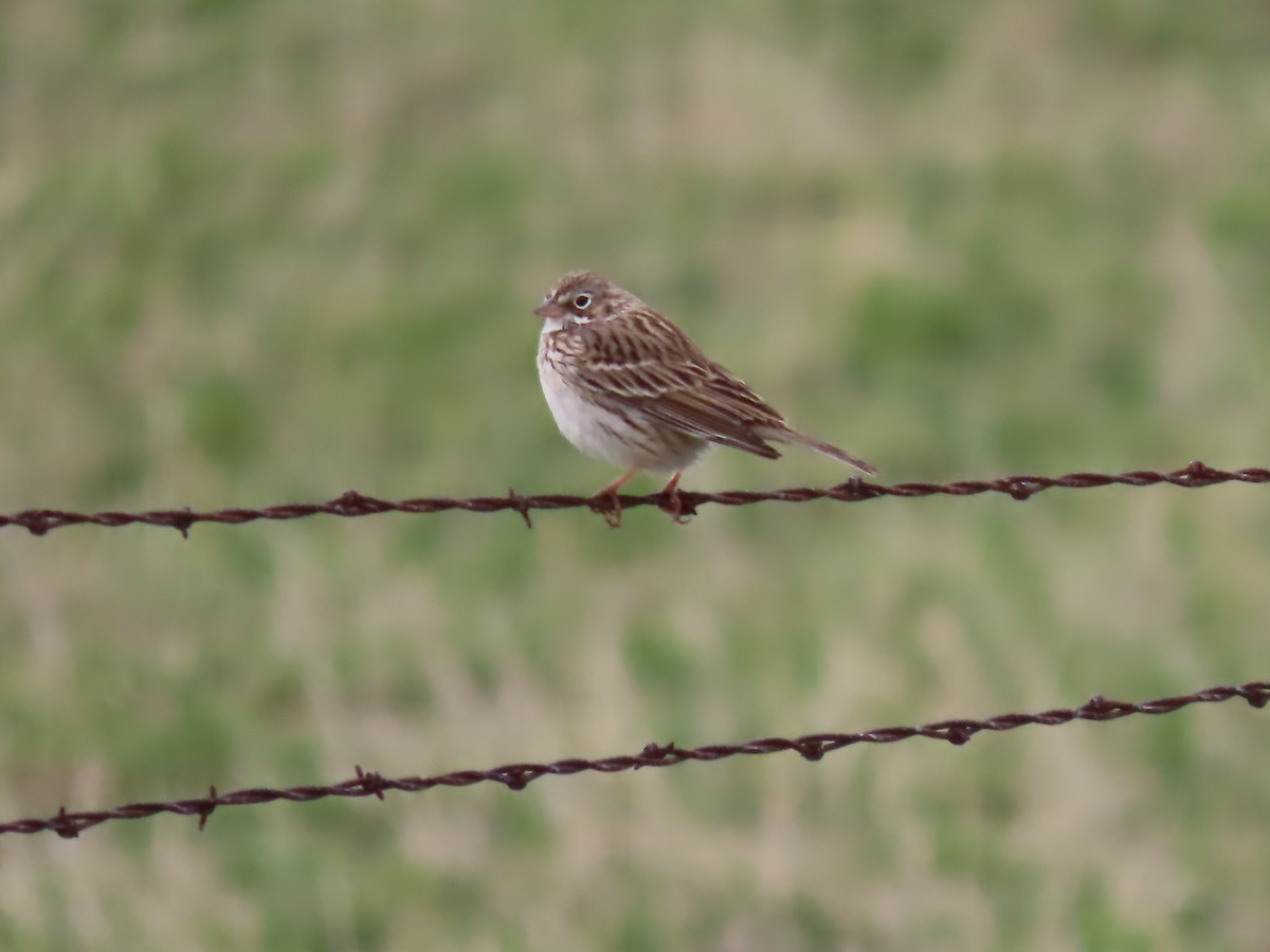 Vesper Sparrow - ML436396791