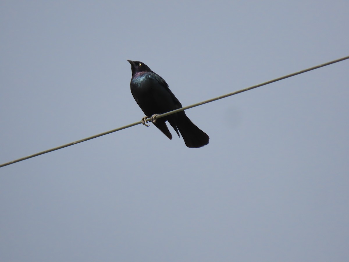 Brewer's Blackbird - ML436396881