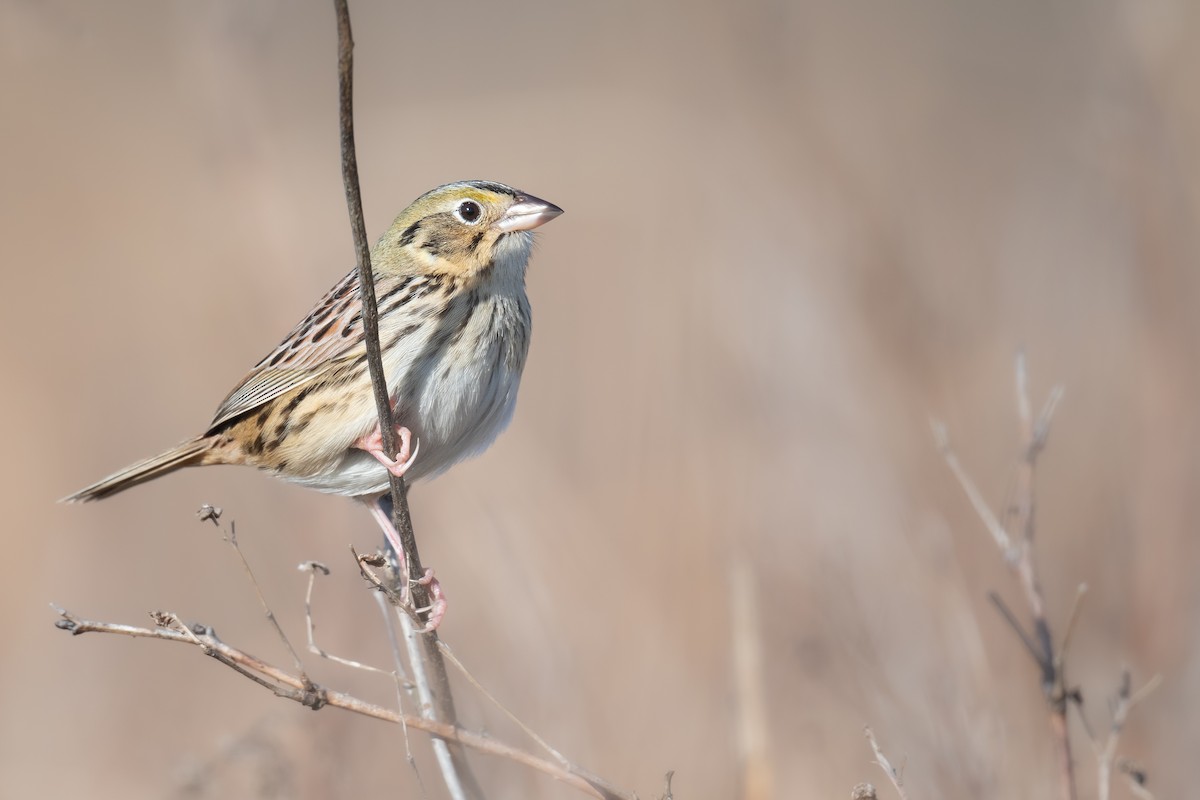 Henslow's Sparrow - ML436397381