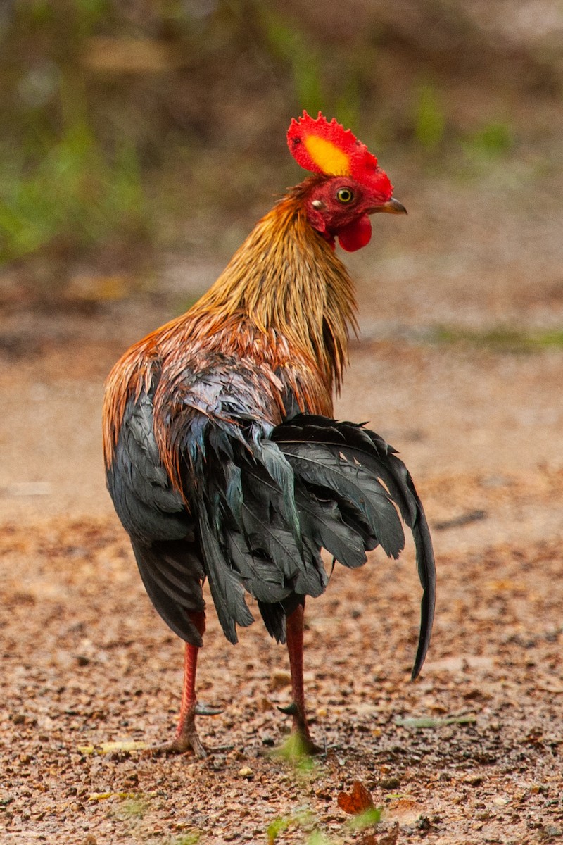 Sri Lanka Junglefowl - ML436398651