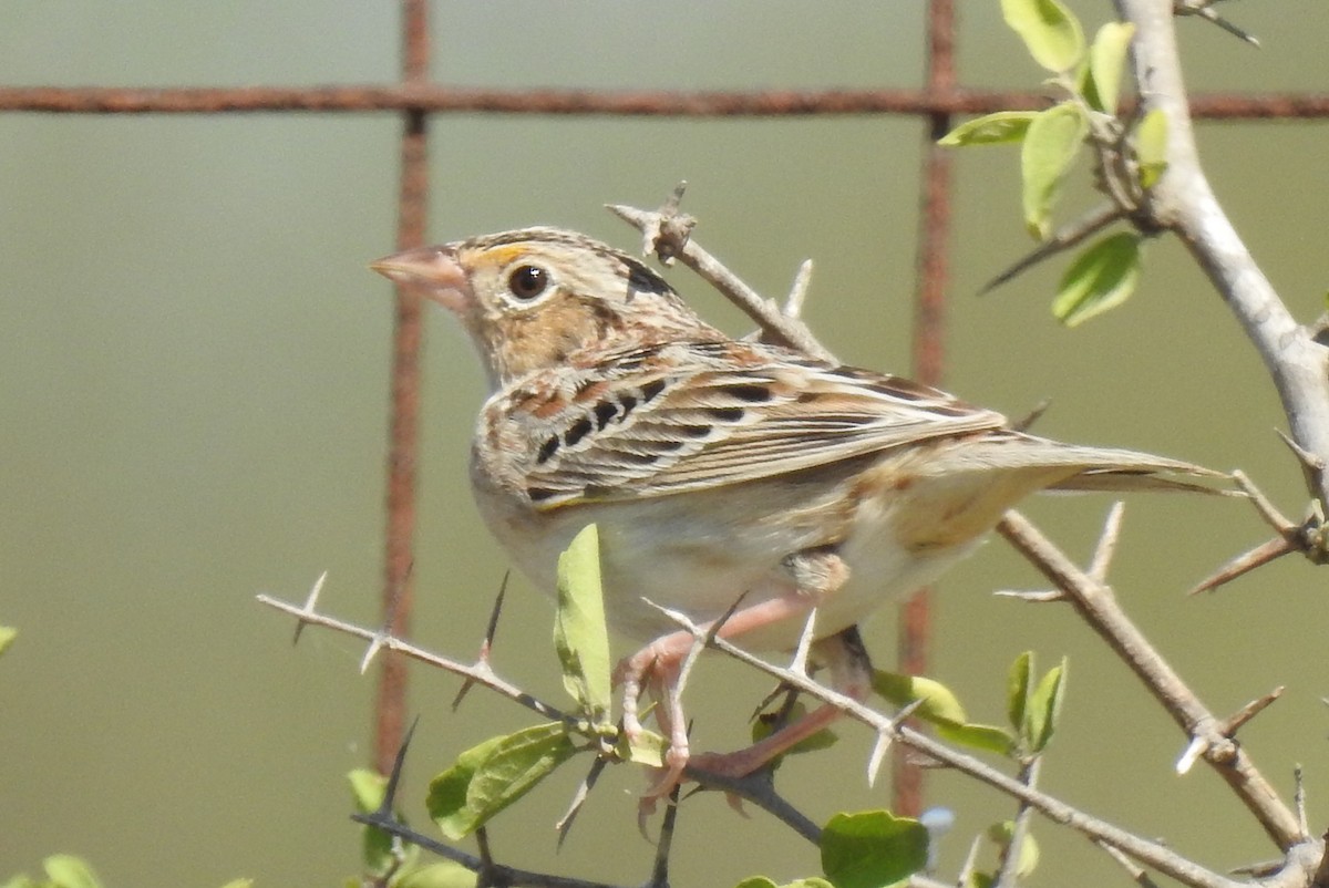 Grasshopper Sparrow - ML43639891