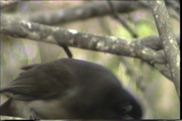 Brown Jay - ML436399