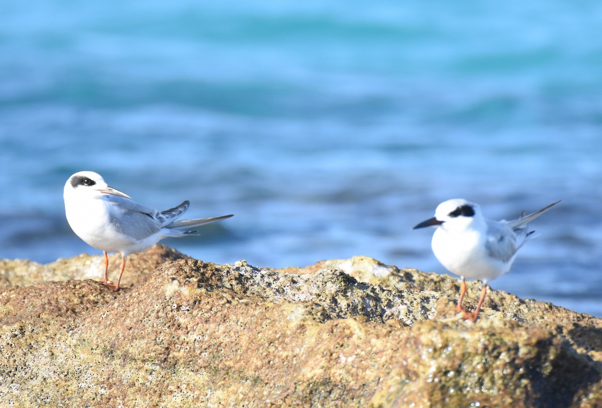 Forster's Tern - Andrew Dobson