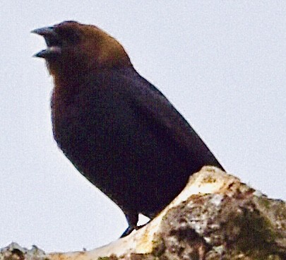 Brown-headed Cowbird - ML436400411