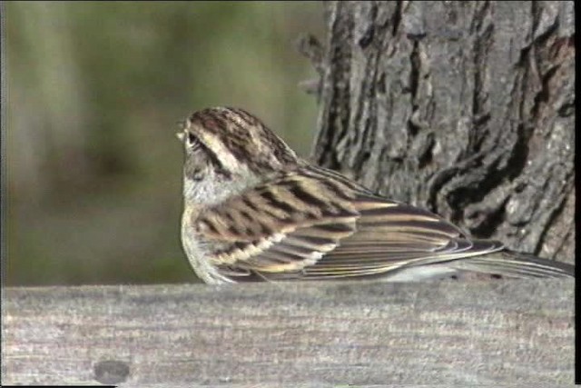 Chipping Sparrow - ML436401