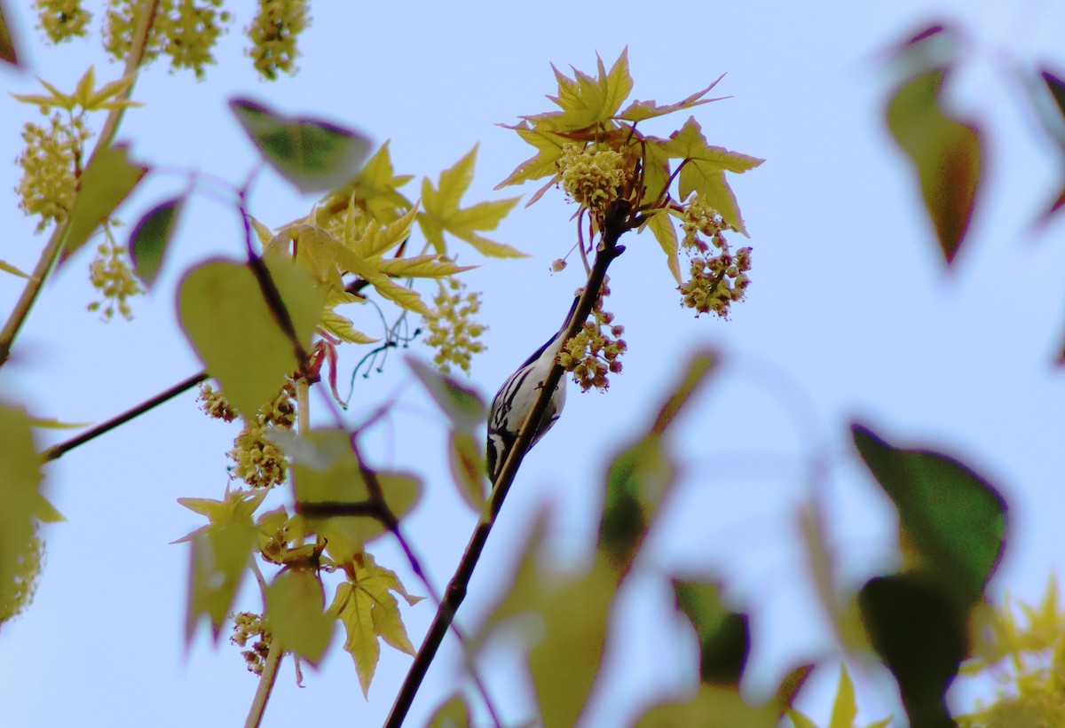 Black-throated Gray Warbler - ML436401391