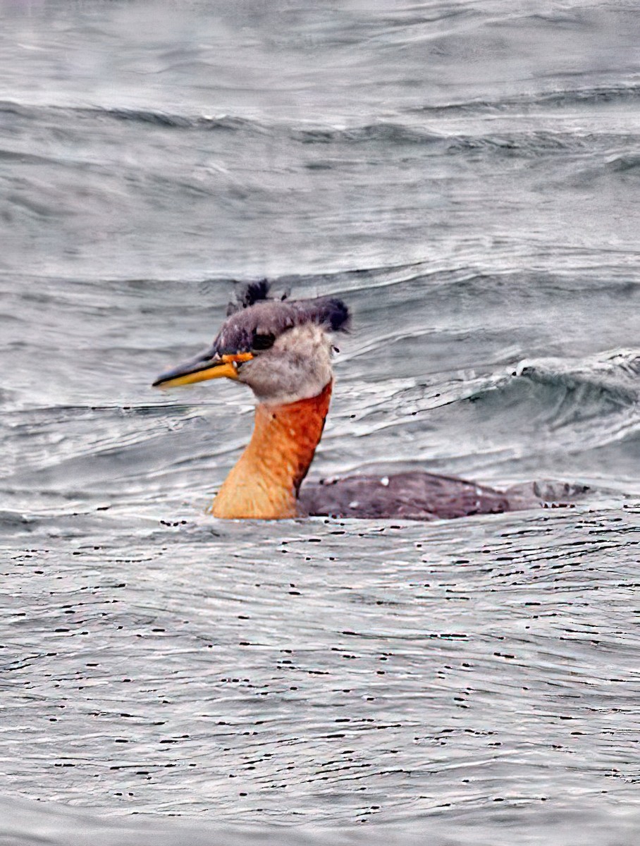 Red-necked Grebe - ML436401981