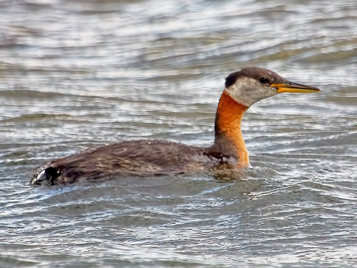 Red-necked Grebe - ML436402001