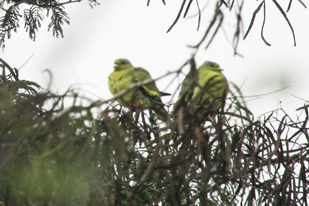 Orange-breasted Green-Pigeon - ML436402021