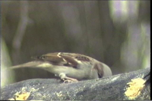 House Sparrow - ML436404