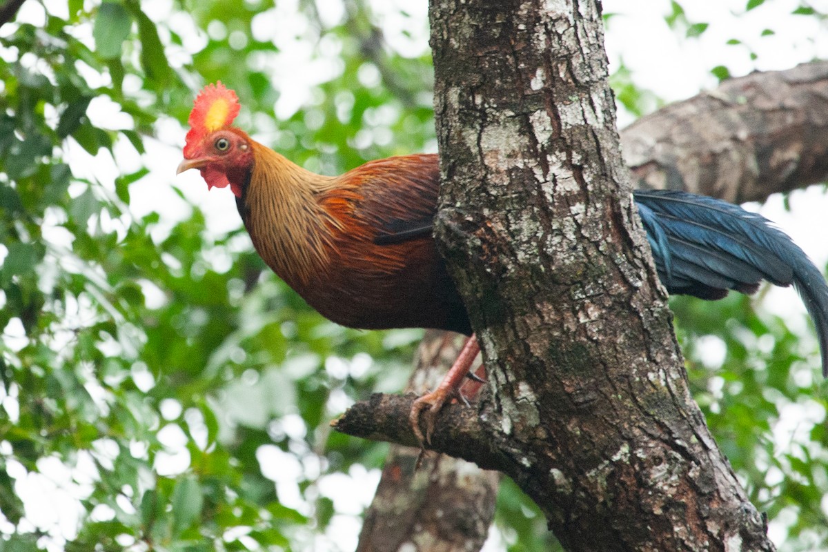 Sri Lanka Junglefowl - ML436404551