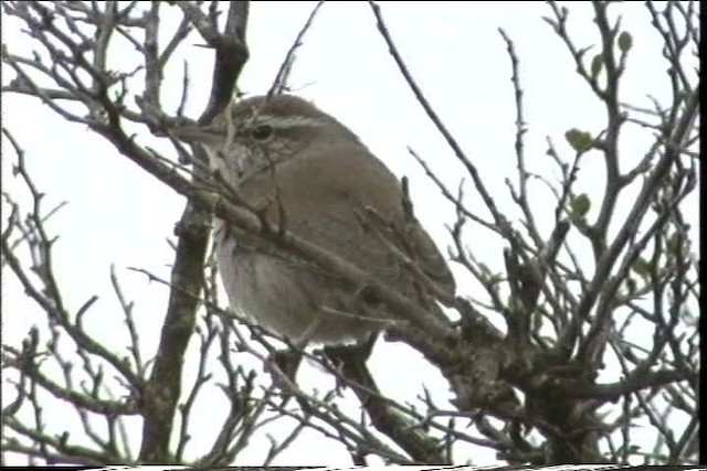 Troglodyte de Bewick - ML436405