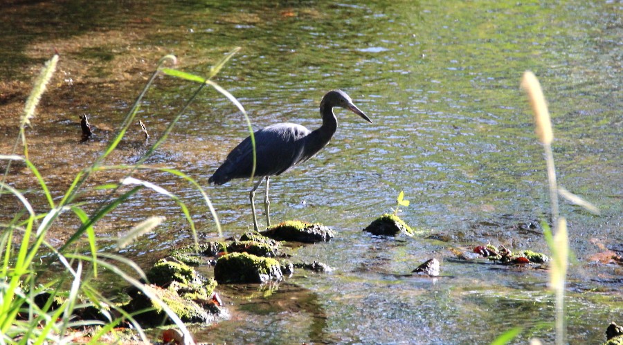 Little Blue Heron - ML43640501