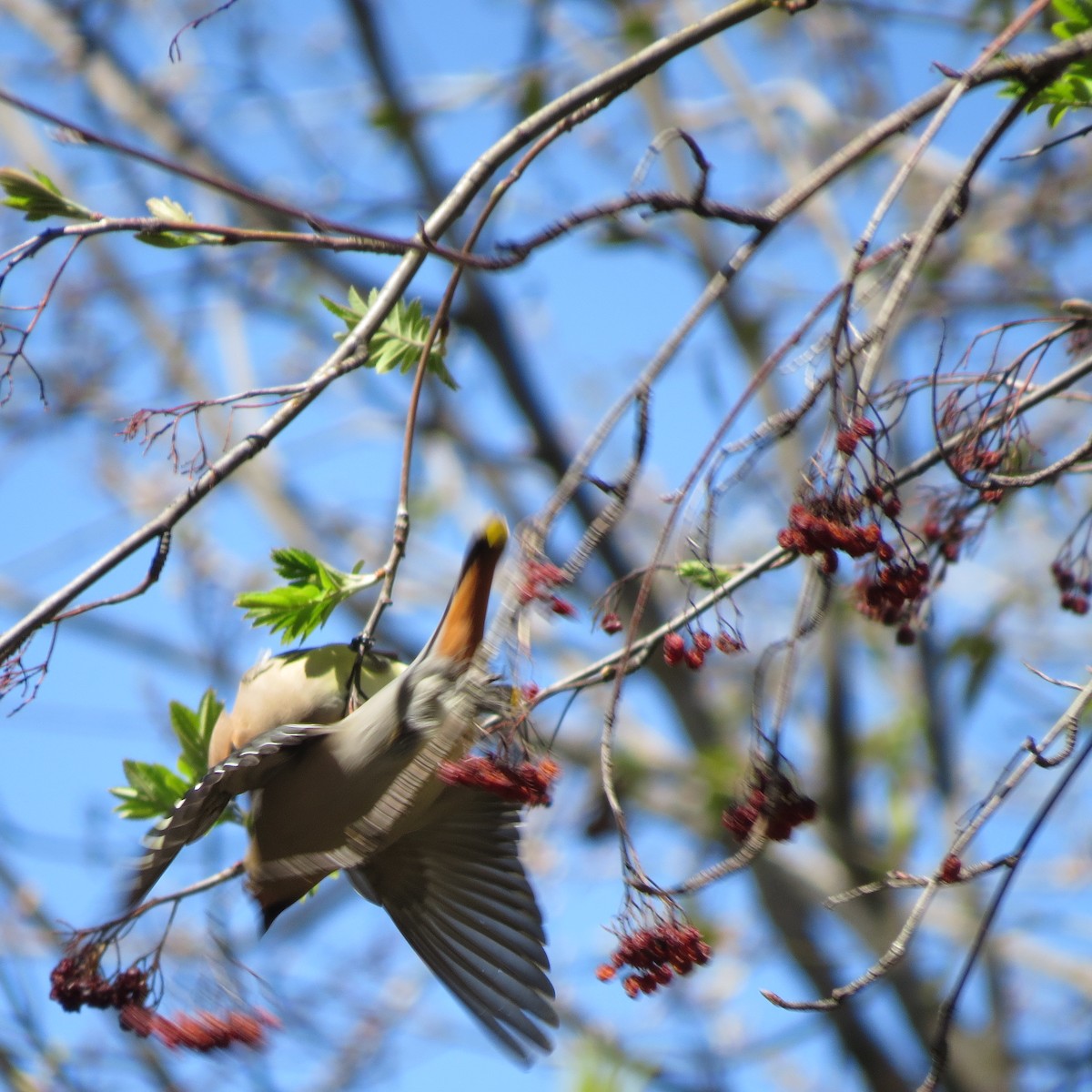 Bohemian Waxwing - ML43640551