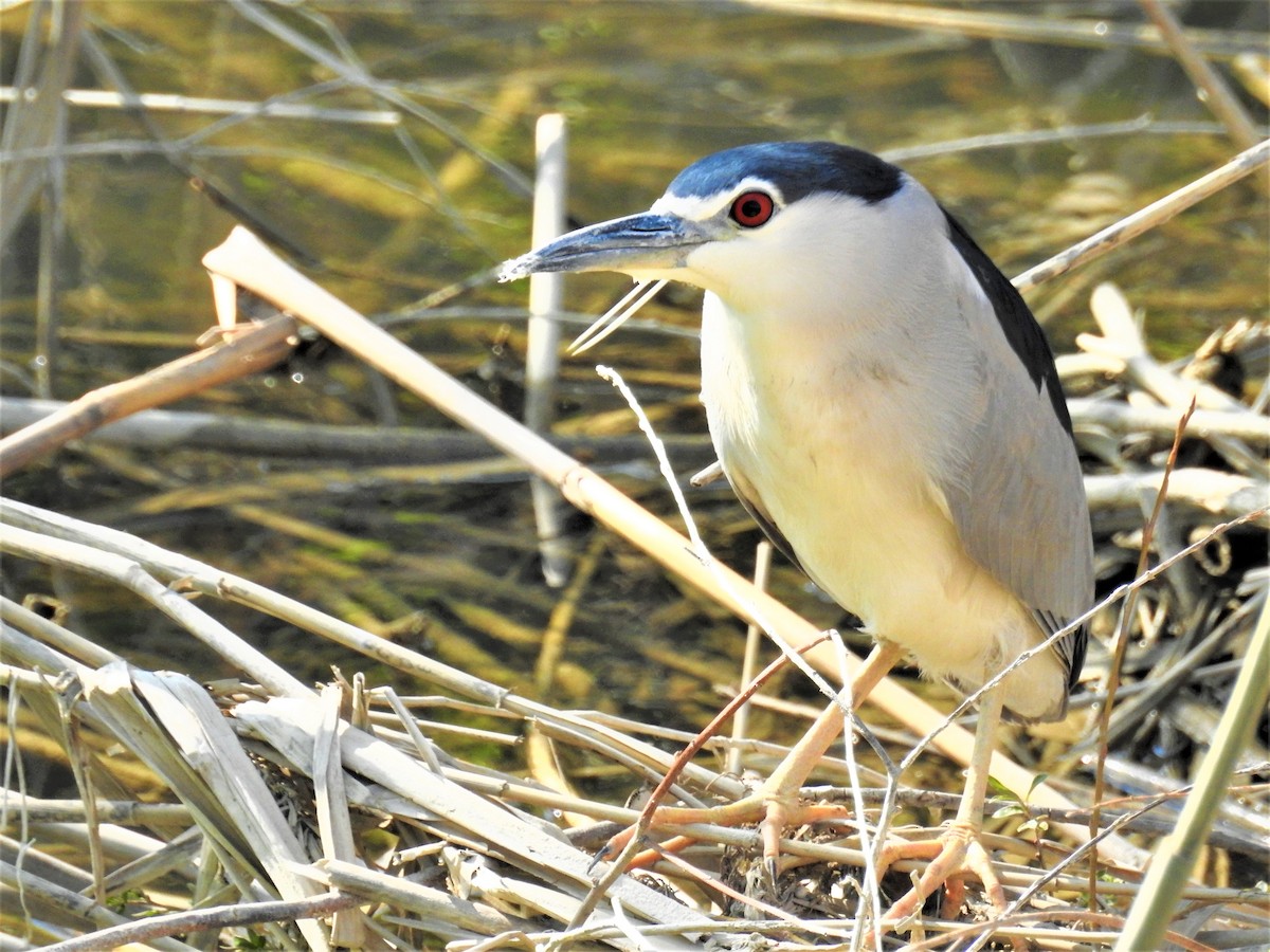 Black-crowned Night Heron - ML436406601