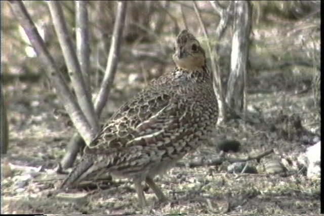 Northern Bobwhite (Eastern) - ML436407