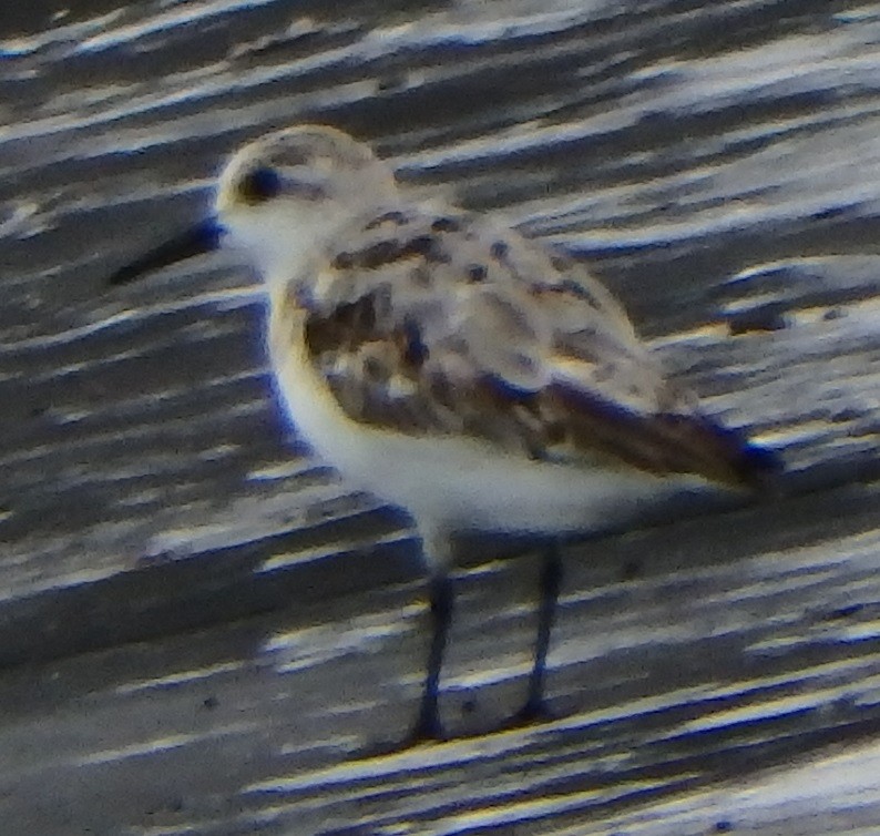 Sanderling - Joe Minor