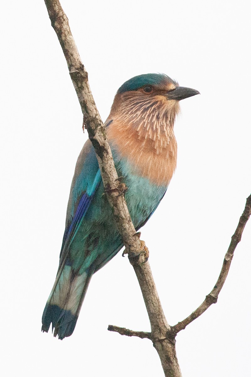 Indian Roller - ML436407291