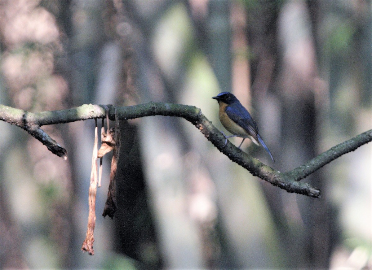 Javan Blue Flycatcher - ML43640791