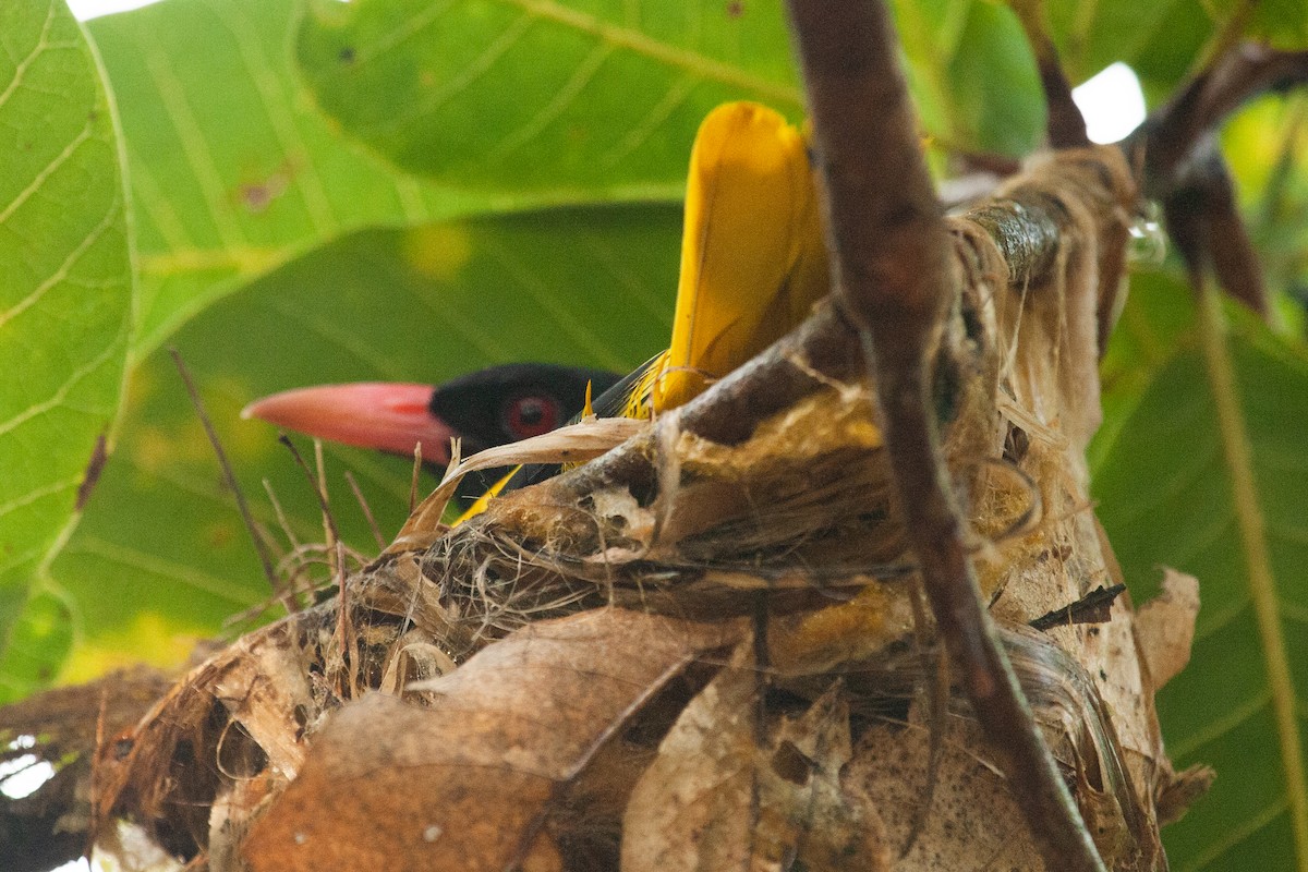 Black-hooded Oriole - ML436408331